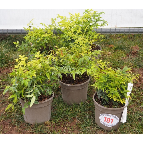 191 - Nandina - 5