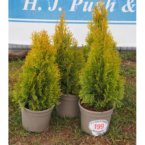 199 - Thuja Golden Smaragd - 5