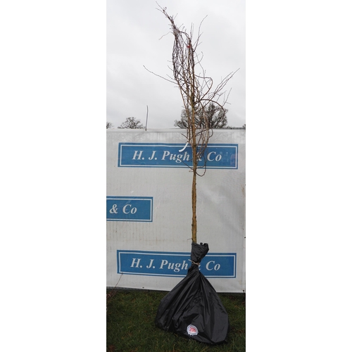 200 - Crataegus Monogyna bare root 9ft - 2