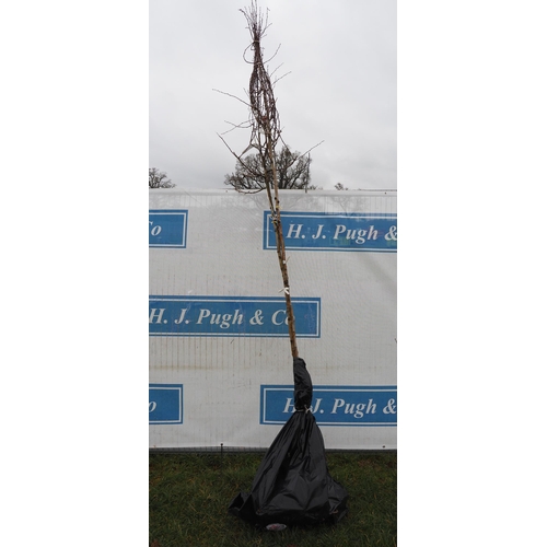 201 - Crataegus Monogyna bare root 9ft - 2