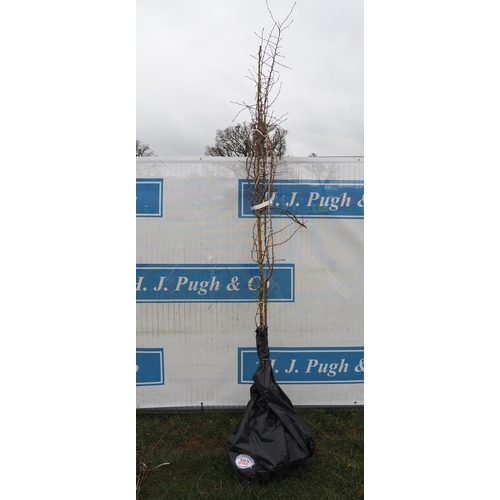 202 - Crataegus Monogyna bare root 9ft - 2