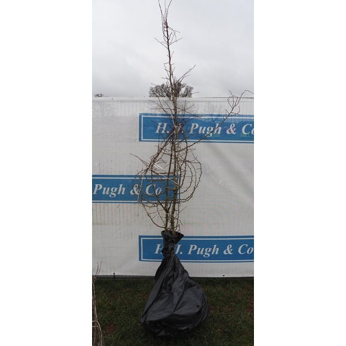 203 - Crataegus Monogyna bare root 9ft - 2