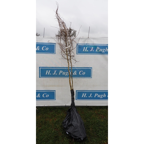 204 - Crataegus Monogyna bare root 10ft - 2