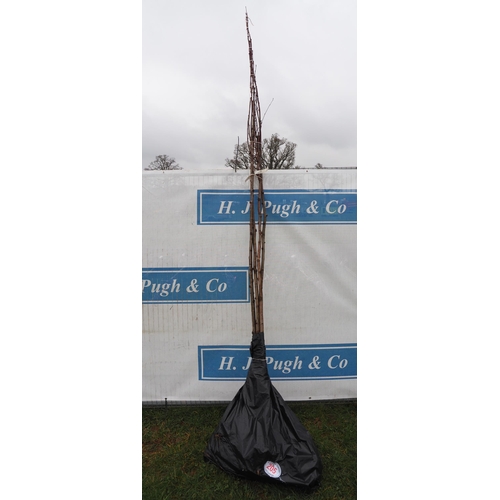 205 - Sorbus Aucuparia bare root 10ft - 4