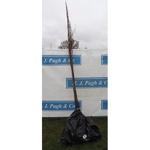 206 - Sorbus Aucuparia bare root 10ft - 5