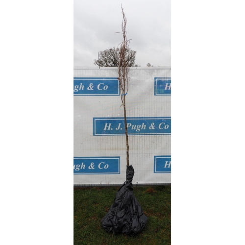 207 - Alnus Cordata bare root 9ft - 1