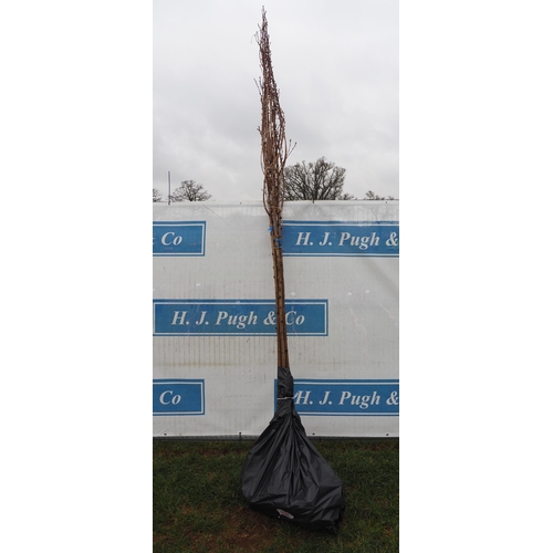 208 - Prunus Royal Burgundy bare root 11ft - 4