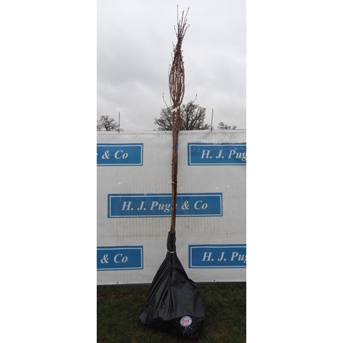 209 - Prunus Royal Burgundy bare root 11ft - 4