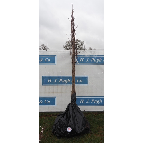 210 - Sorbus Aucuparia bare root 10ft - 5