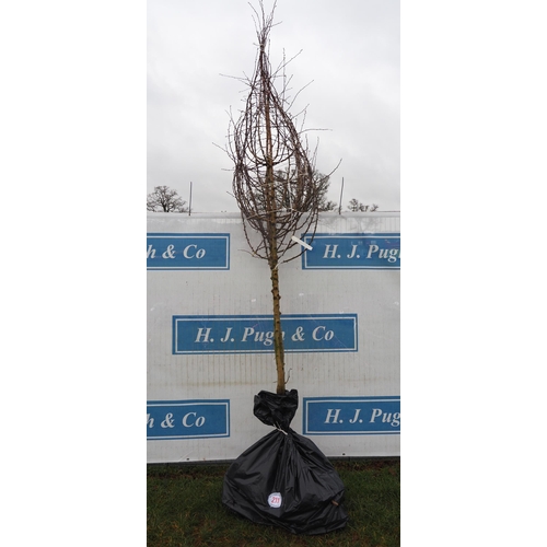 211 - Crataegus Monogyna bare root 10ft - 2