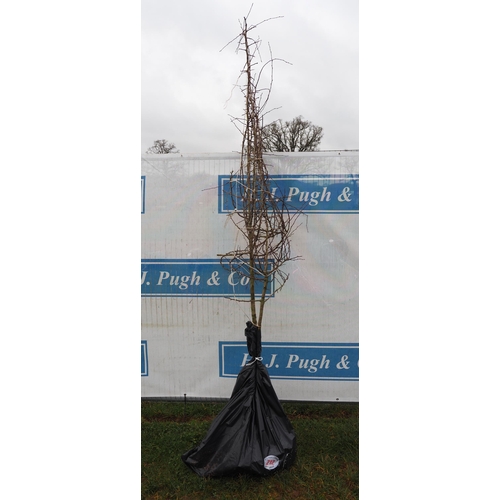 212 - Crataegus Monogyna bare root 8ft - 2