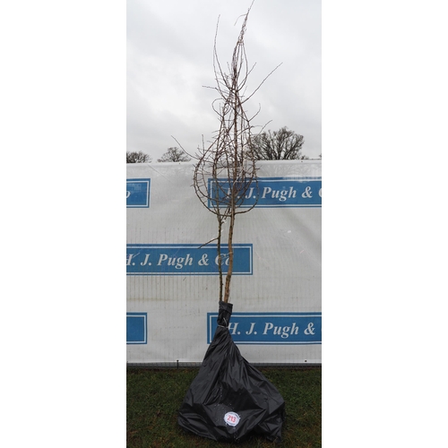 213 - Crataegus Monogyna bare root 10ft - 2