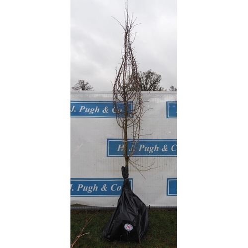 214 - Crataegus Monogyna bare root 10ft - 2