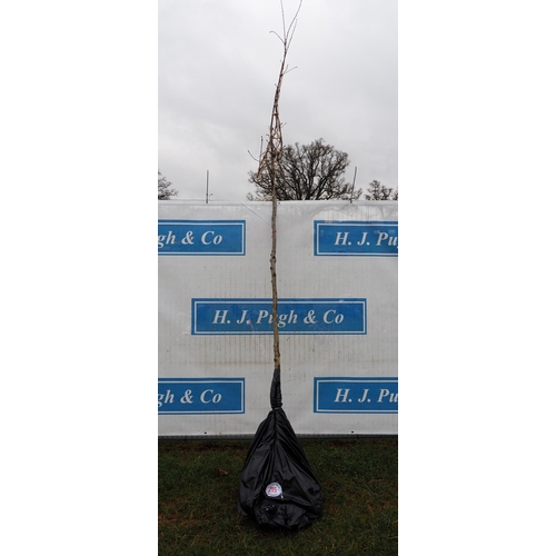 215 - Quercus Robur bare root 11ft - 1