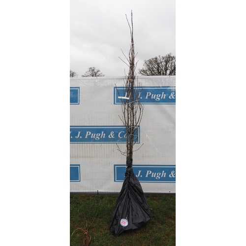 216 - Quercus Robur bare root 11ft - 3