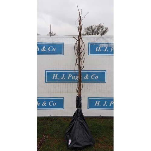 217 - Tilia Cordata bare root 8ft - 2