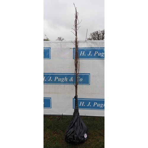 218 - Prunus Avium bare root 8ft - 3