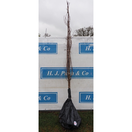 219 - Prunus Avium bare root 8ft - 3