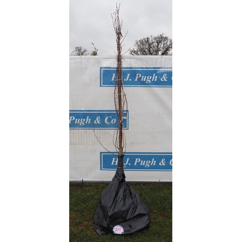 220 - Prunus Avium bare root 8ft - 3