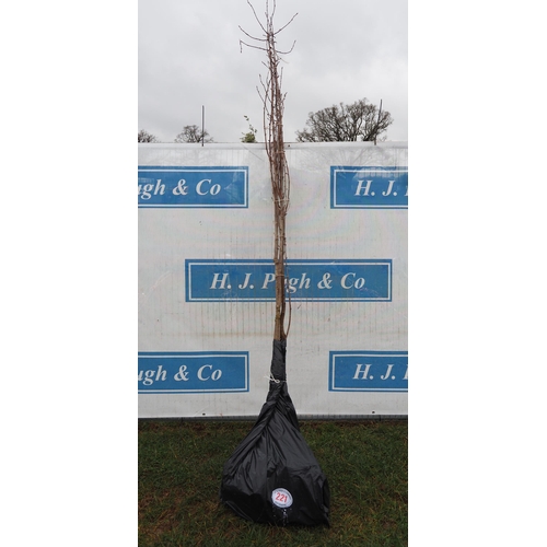 221 - Prunus Avium bare root 8ft - 3