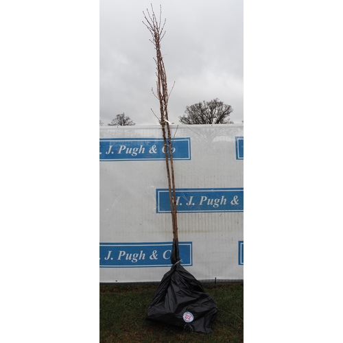 222 - Prunus Royal Burgundy bare root 10ft - 2