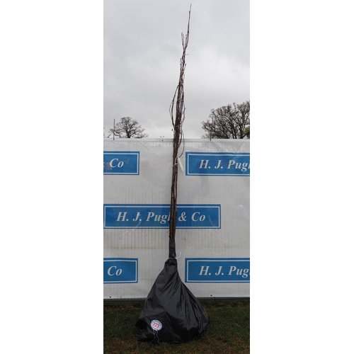 223 - Sorbus Aucuparia bare root 10ft - 4