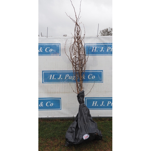 224 - Tilia Cordata bare root 8ft - 2