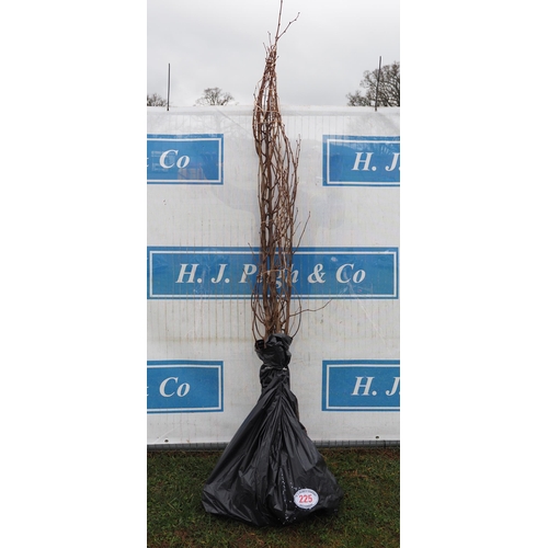 225 - Tilia Cordata bare root 8ft - 3