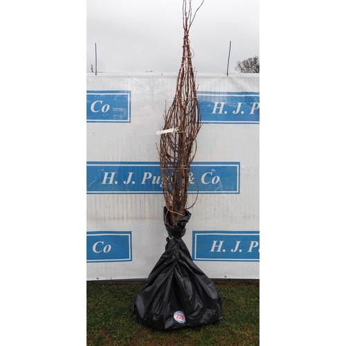 226 - Tilia Cordata bare root 8ft - 5