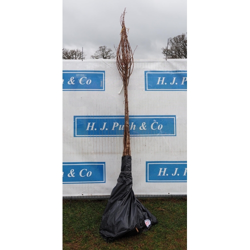 227 - Tilia Cordata bare root 8ft - 5