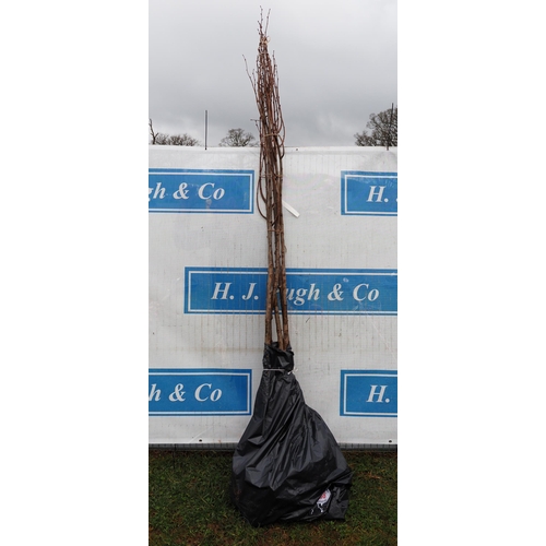 228 - Tilia Cordata bare root 9ft - 5