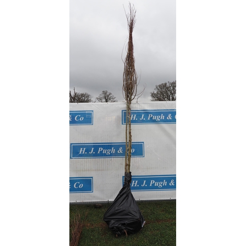 229 - Salix Alba bare root 14ft - 3