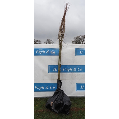 230 - Salix Alba bare root 14ft - 3