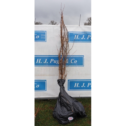 231 - Tilia Cordata bare root 8ft - 3