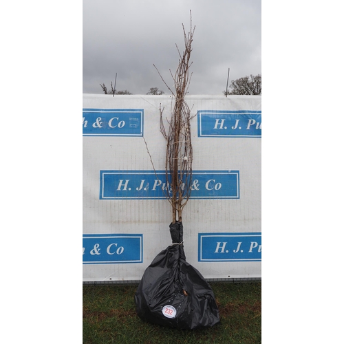 232 - Prunus Avium bare root 8ft - 3