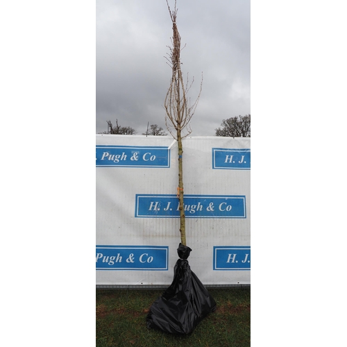 233 - Prunus Sunset Boulevard bare root 12ft - 1