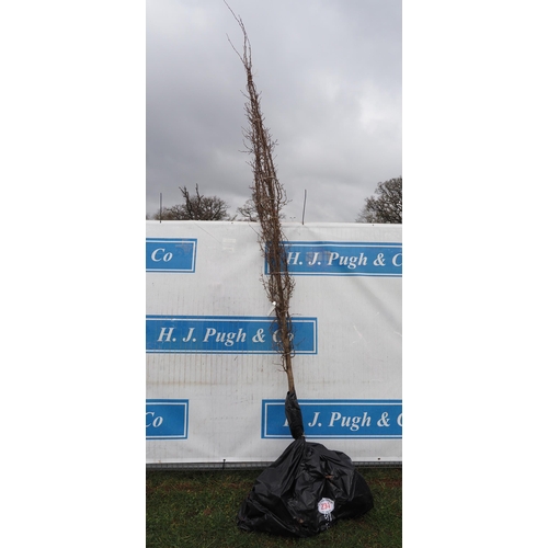 234 - Carpinus Betulus bare root 12ft - 1