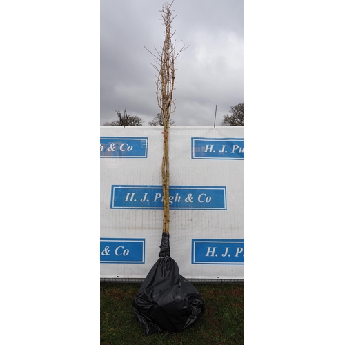 235 - Acer Campestre bare root 12ft - 2