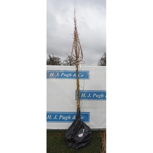 236 - Acer Campestre bare root 13ft - 2