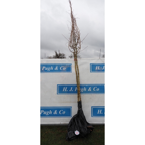 237 - Acer Campestre bare root 13ft - 2