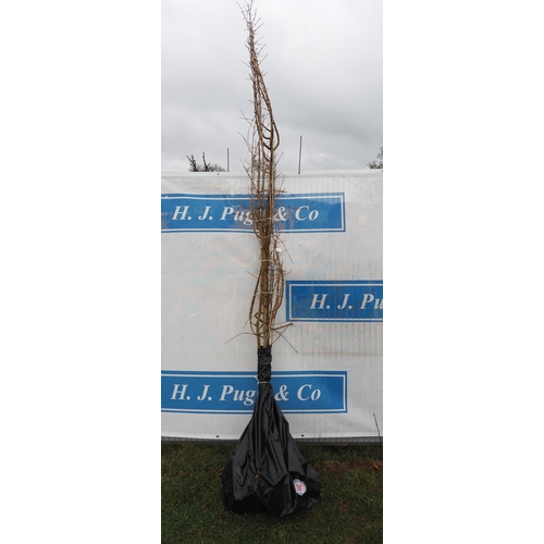 238 - Acer Campestre bare root 10ft - 3