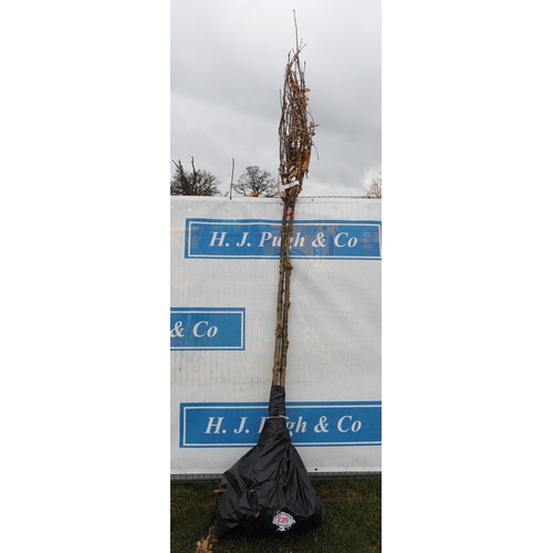 239 - Quercus Robur bare root 11ft - 2