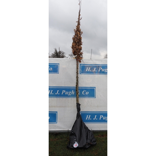 240 - Quercus Robur bare root 11ft - 2