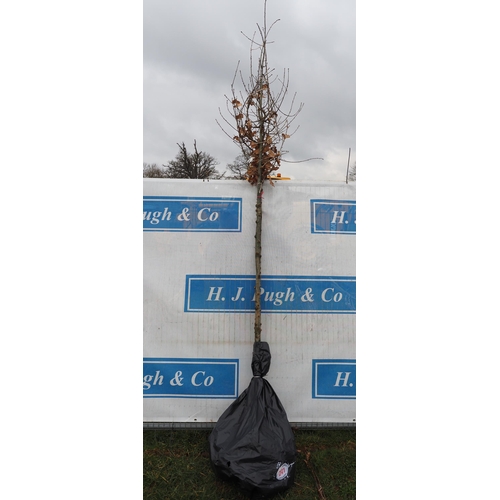 241 - Quercus Robur bare root 11ft - 2