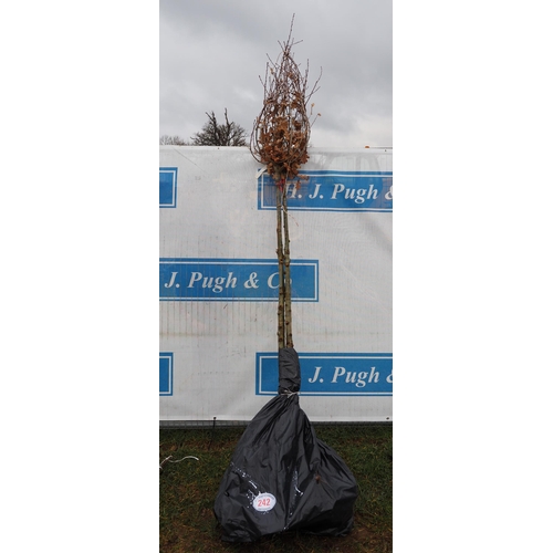 242 - Quercus Robur bare root 11ft - 2