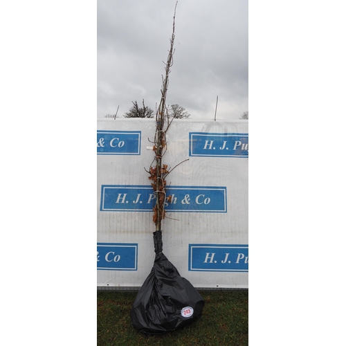 243 - Quercus Rubra bare root 11ft - 3