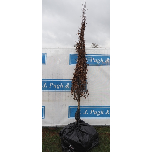 244 - Carpinus Betulus bare root 10ft - 1