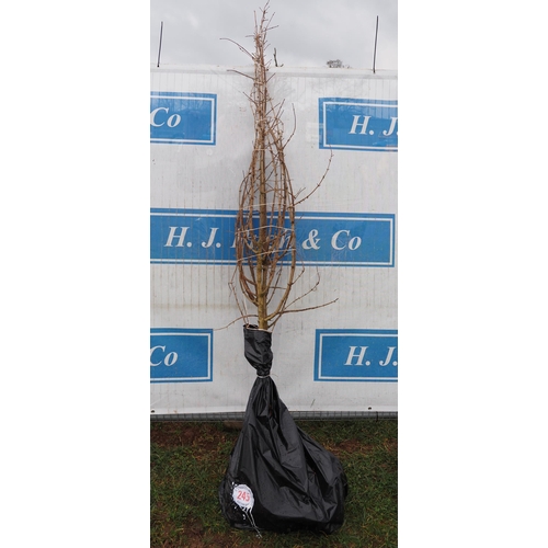 245 - Acer Campestre bare root 7ft - 3