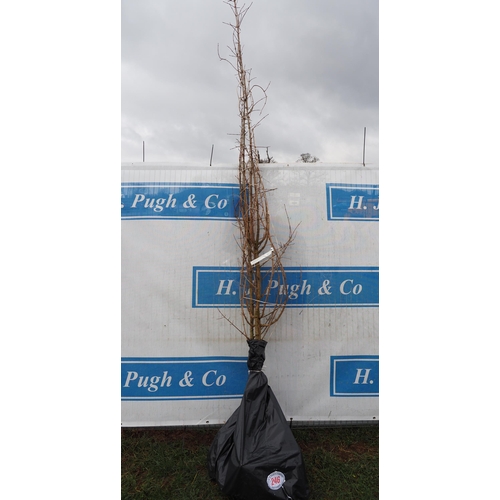 246 - Acer Campestre bare root 10ft - 3