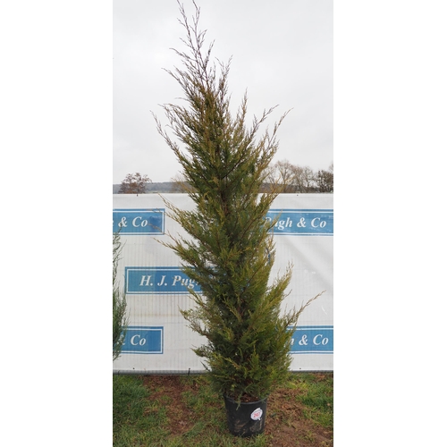 247 - Leylandii 8ft - 1